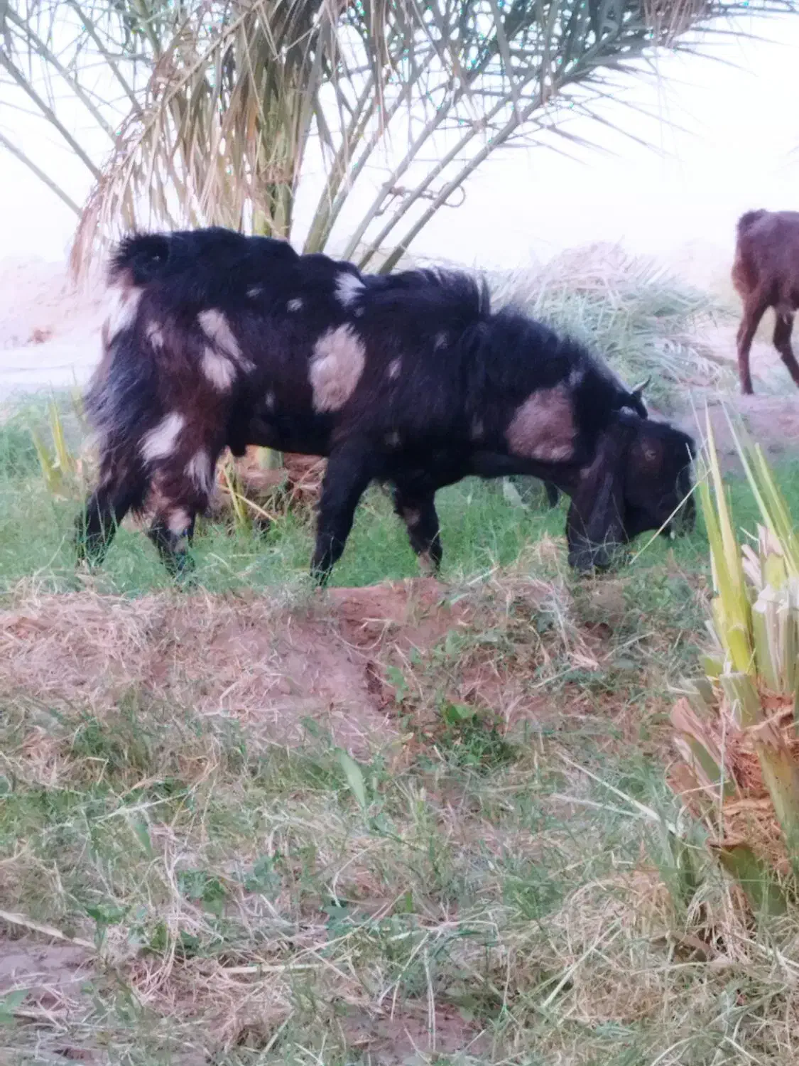 یک نری فروشی|حیوانات مزرعه|فهرج, |دیوار