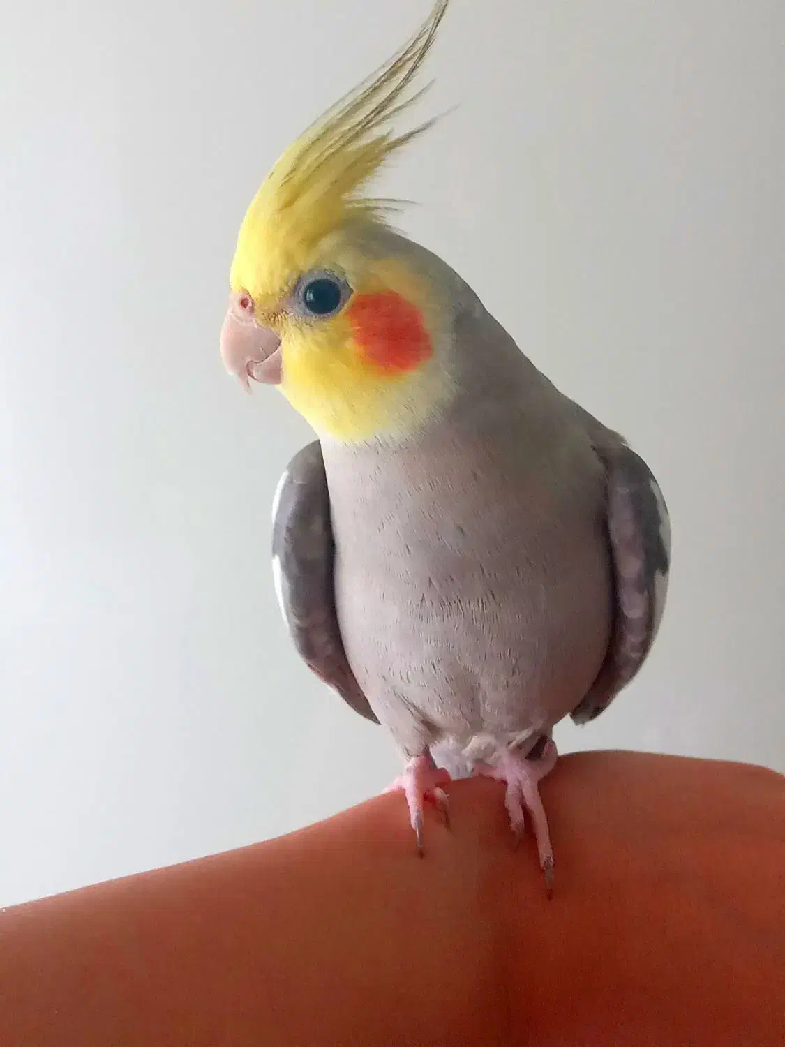 طوطی جمله ی کامل میگه مثال بدو درو باز کن ممد اومد|پرنده|آمل, |دیوار