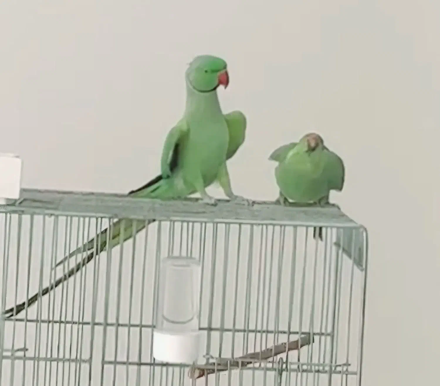 طوطی ملنگو و خورشیدی مولد|پرنده|شهرکرد, |دیوار