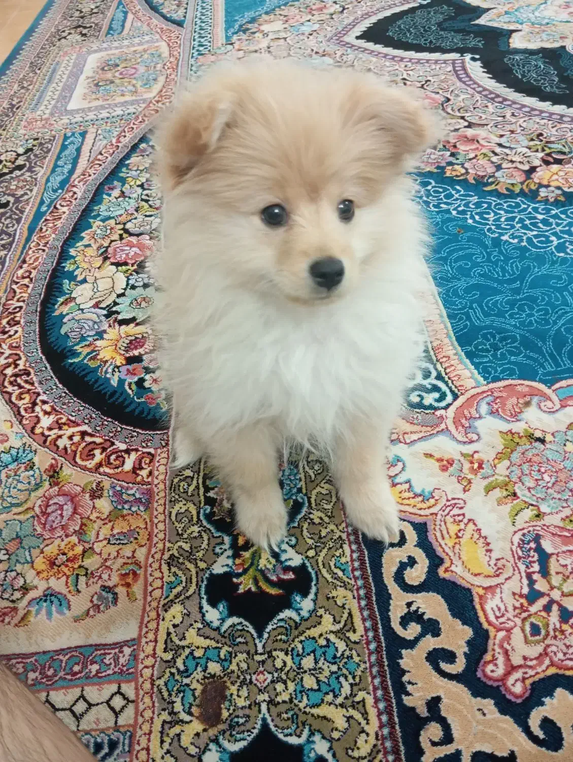 سگ پامرخرسی|سگ|ابریشم, |دیوار