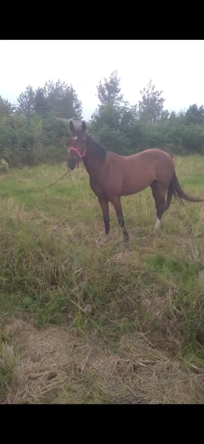 فروش فوری اسب جوان کرد میزان و پرخون|اسب و تجهیزات اسبسواری|پرهسر, |دیوار