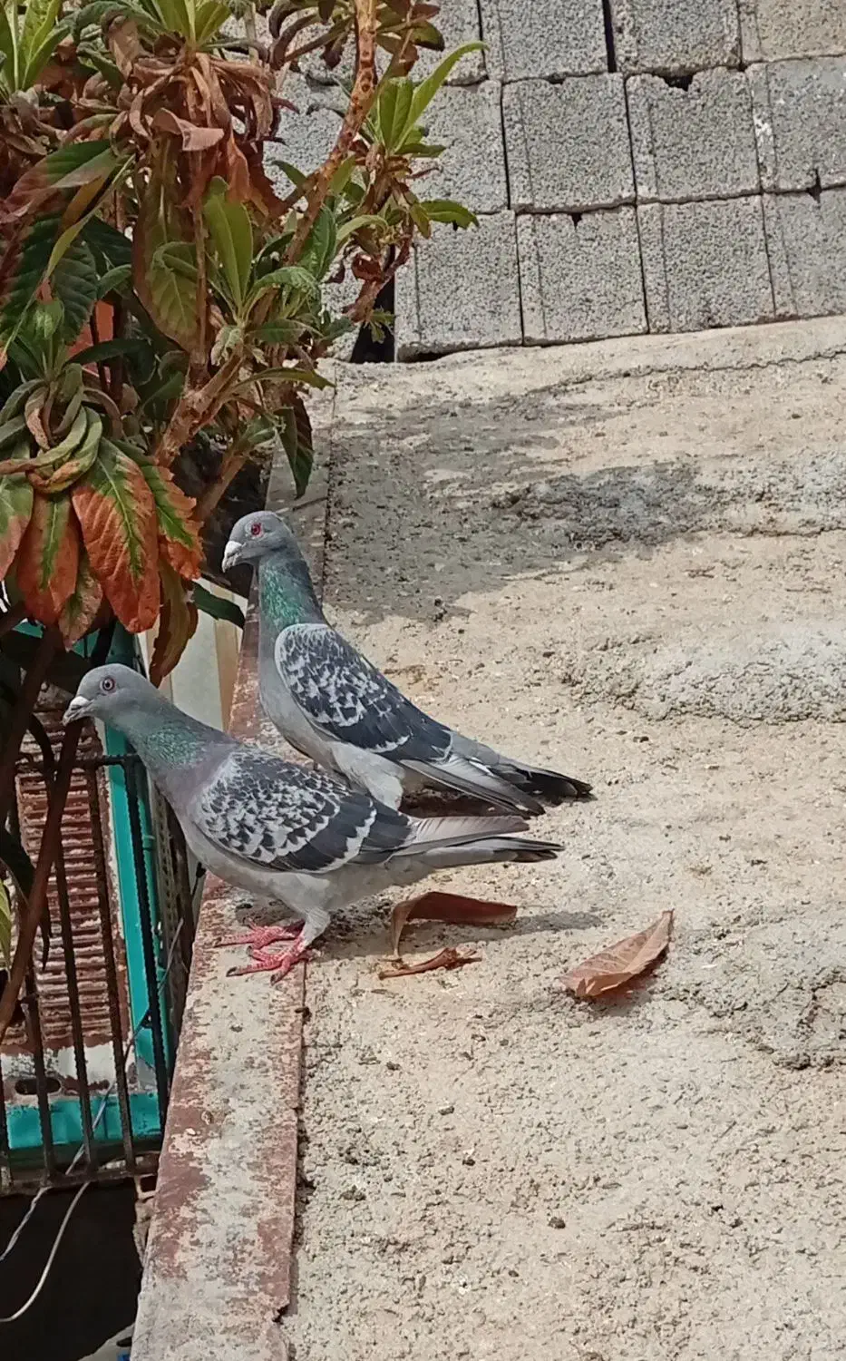 کبوتر ..|پرنده|نورآباد ممسنی, |دیوار