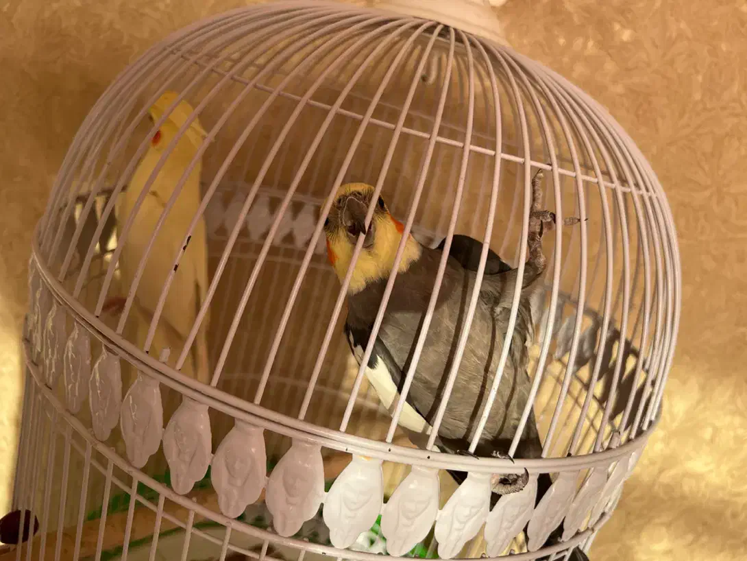 عروس هلندی جفت جوان|پرنده|مشهد, ادیب نیشابوری (شهرک غرب)|دیوار