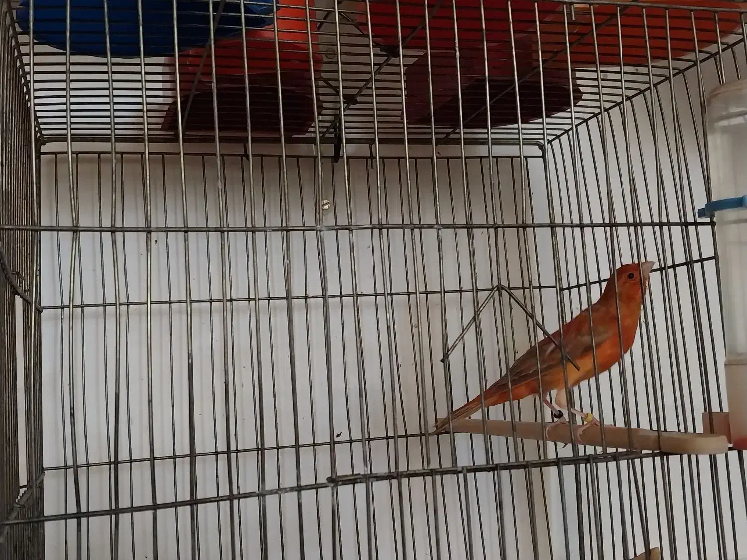 قناری  دارچینی سرخ سوخته سرخ ردفکتور کم رنگ|پرنده|شاهین‌شهر, شهرک ردانی پور|دیوار