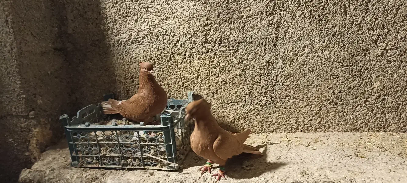 رنگ دمبی تهرانی|پرنده|چگنی, |دیوار