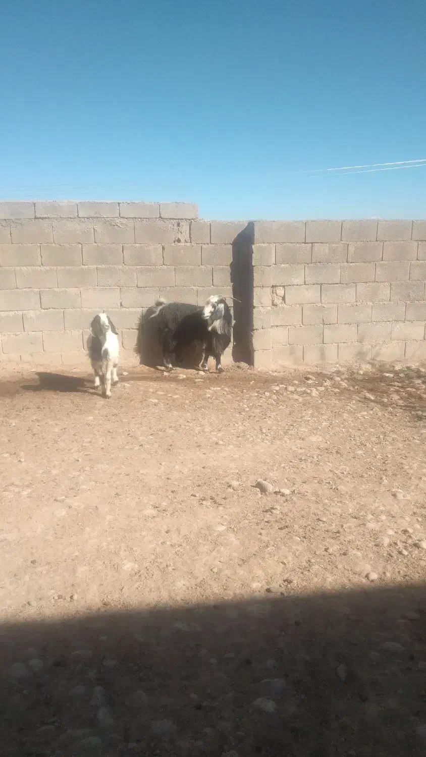 بز و بزغاله ماده|حیوانات مزرعه|فیروزآباد (لرستان), |دیوار
