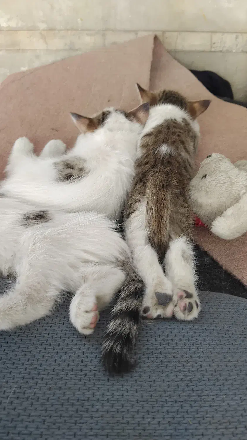 واگذاری گربه مادر و بچه|گربه|خرم‌آباد, |دیوار