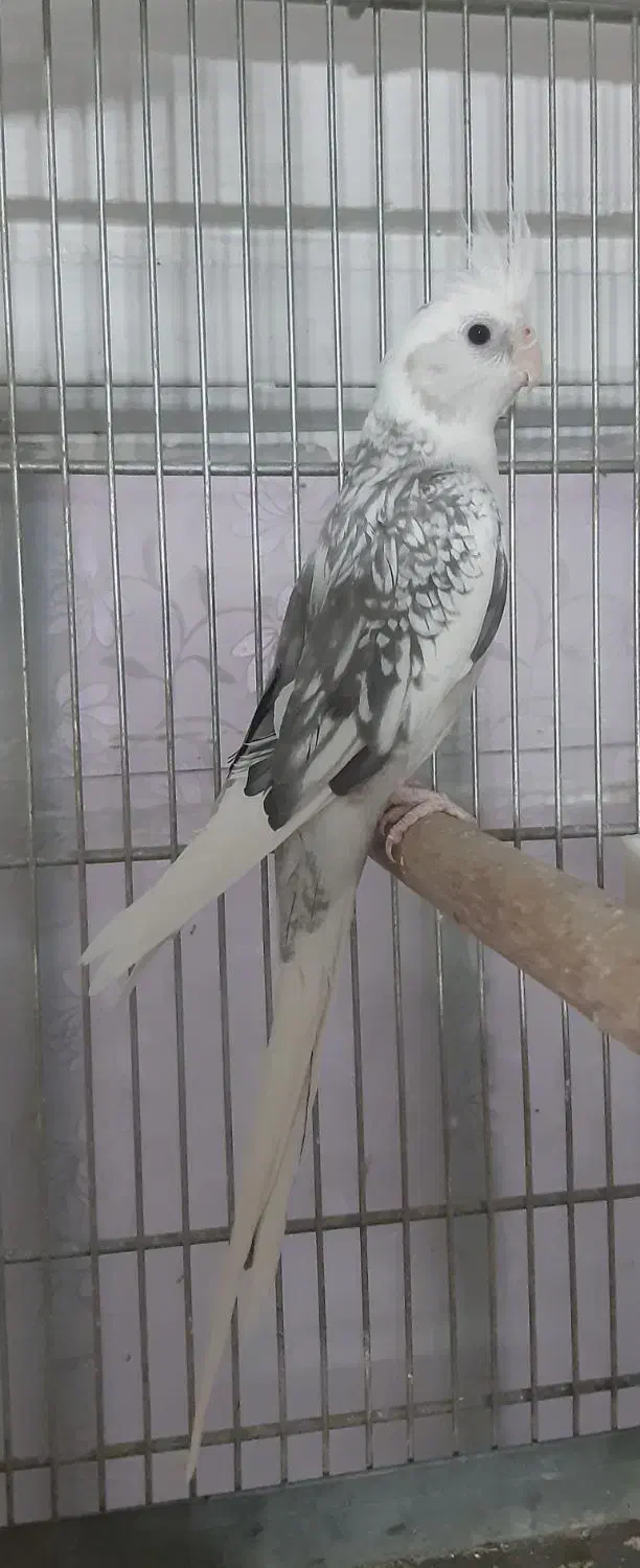 عروس هلندی نر آلبینو دوکت|پرنده|شهریار, شهریار|دیوار