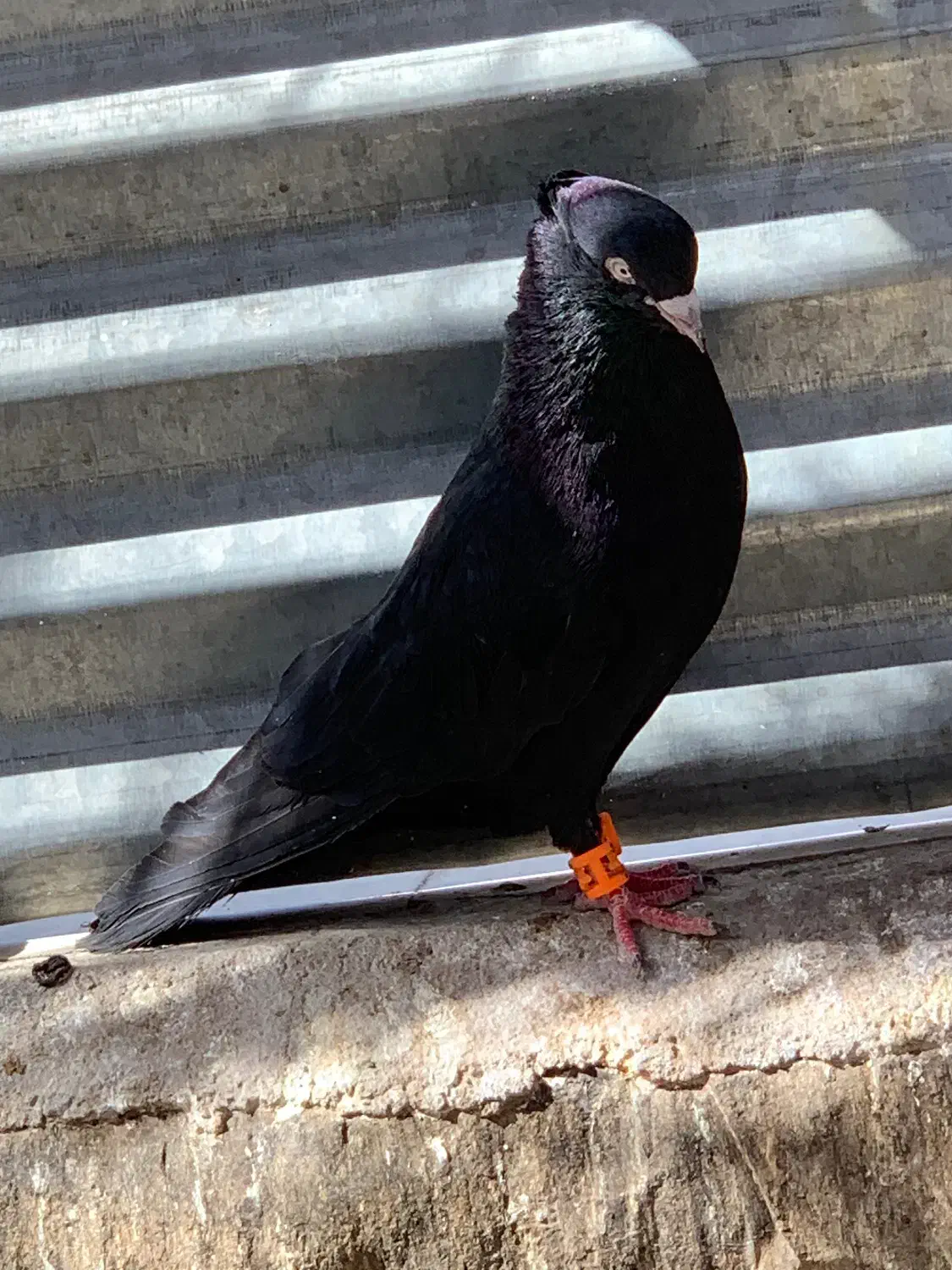 زاغ کلاهی|پرنده|بم, |دیوار