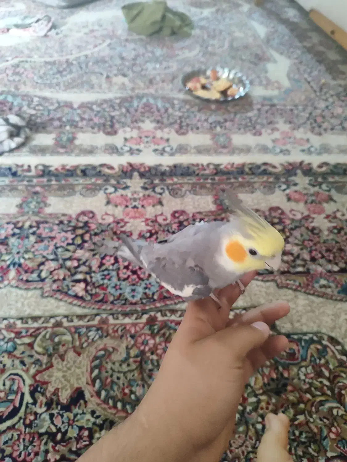 یک جفت عروس|پرنده|مشهد, شهید احمدی روشن|دیوار