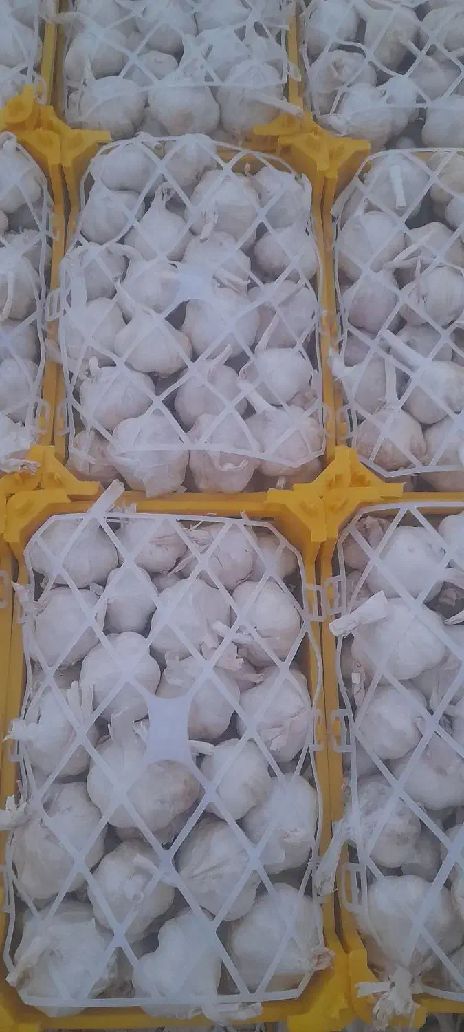 سیر تندهمدان|خوردنی و آشامیدنی|قم, شهرک خودرو|دیوار