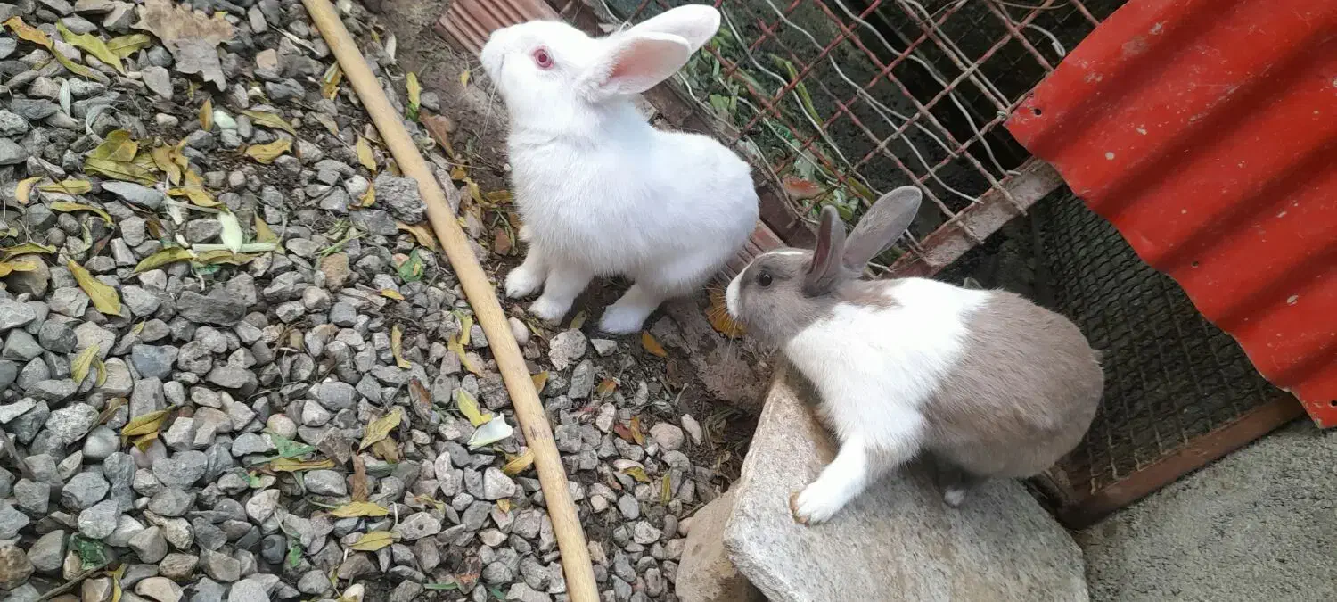 خرگوش|موش و خرگوش|القجر, |دیوار