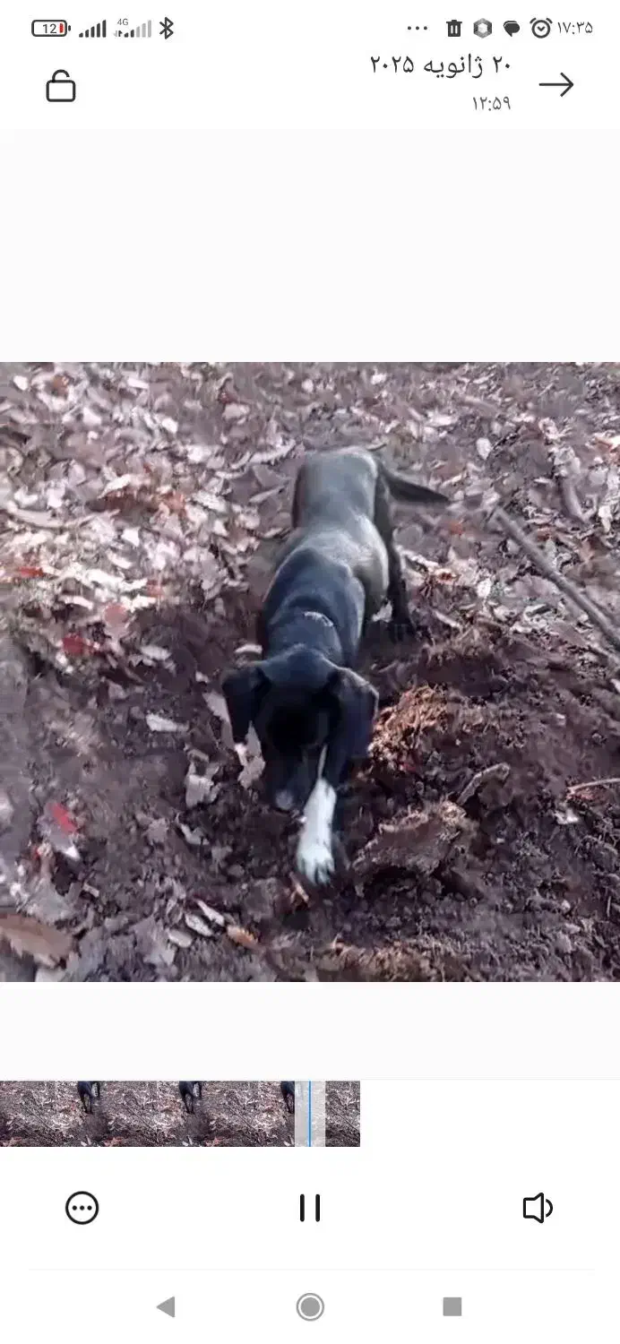 سگ گم شده|حیوانات|کلاله, |دیوار