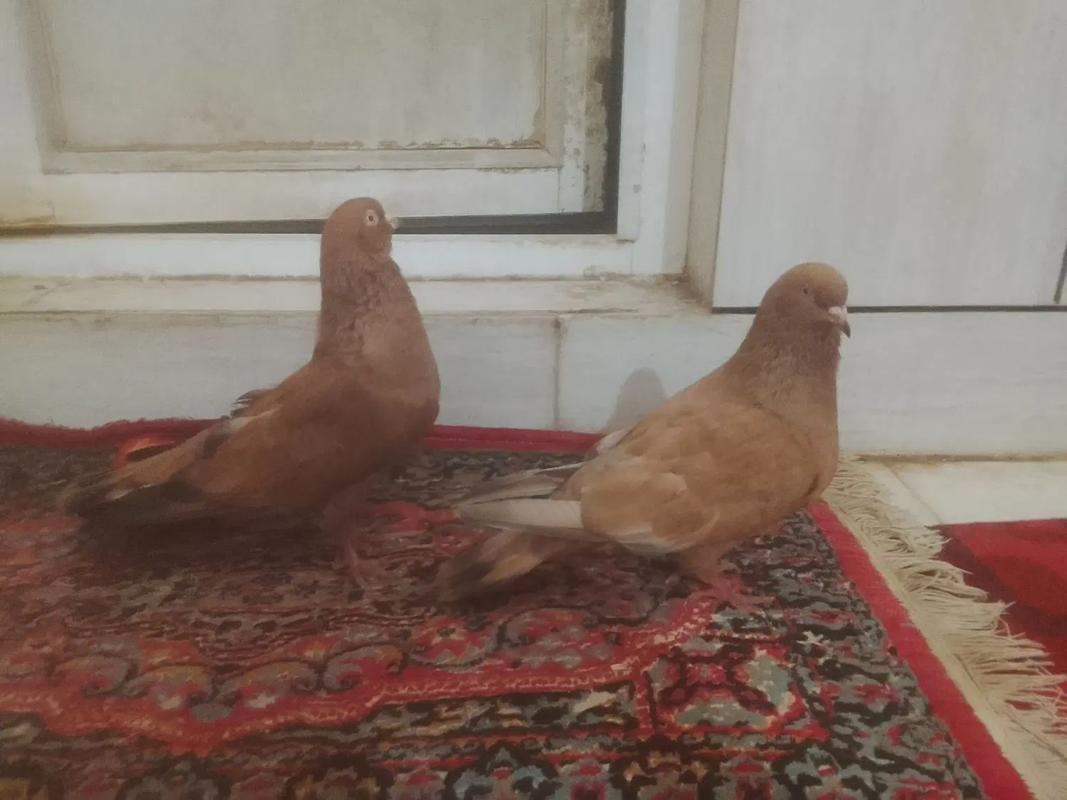 کبوتر|پرنده|هندیجان, |دیوار