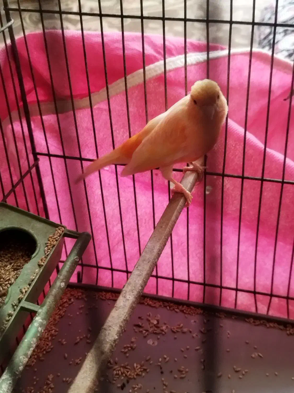 قناری نر|پرنده|کرمان, |دیوار