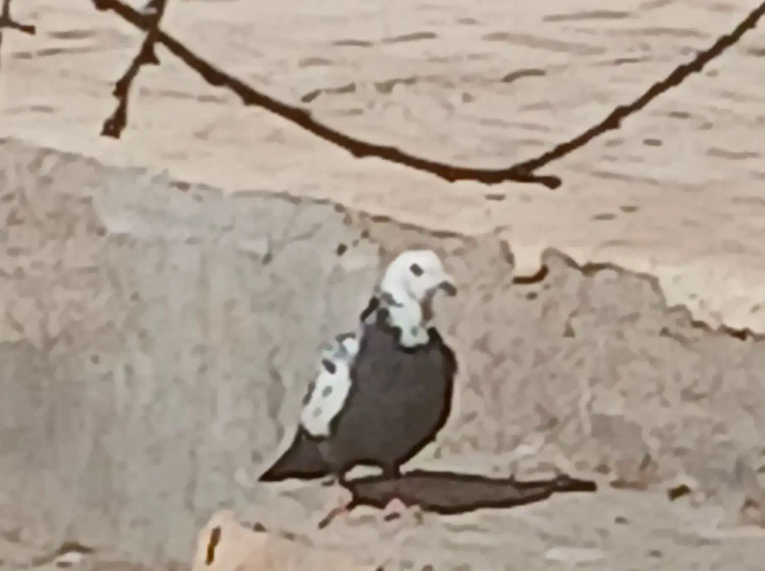 فروش 3عدد کبوتر|پرنده|فرخشهر, |دیوار