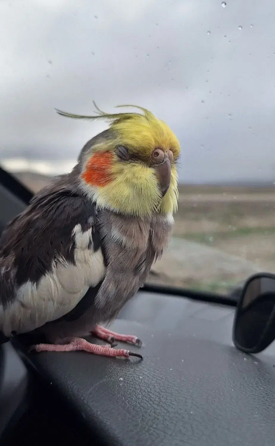 عروس هلندی|پرنده|مشهد, آبکوه|دیوار