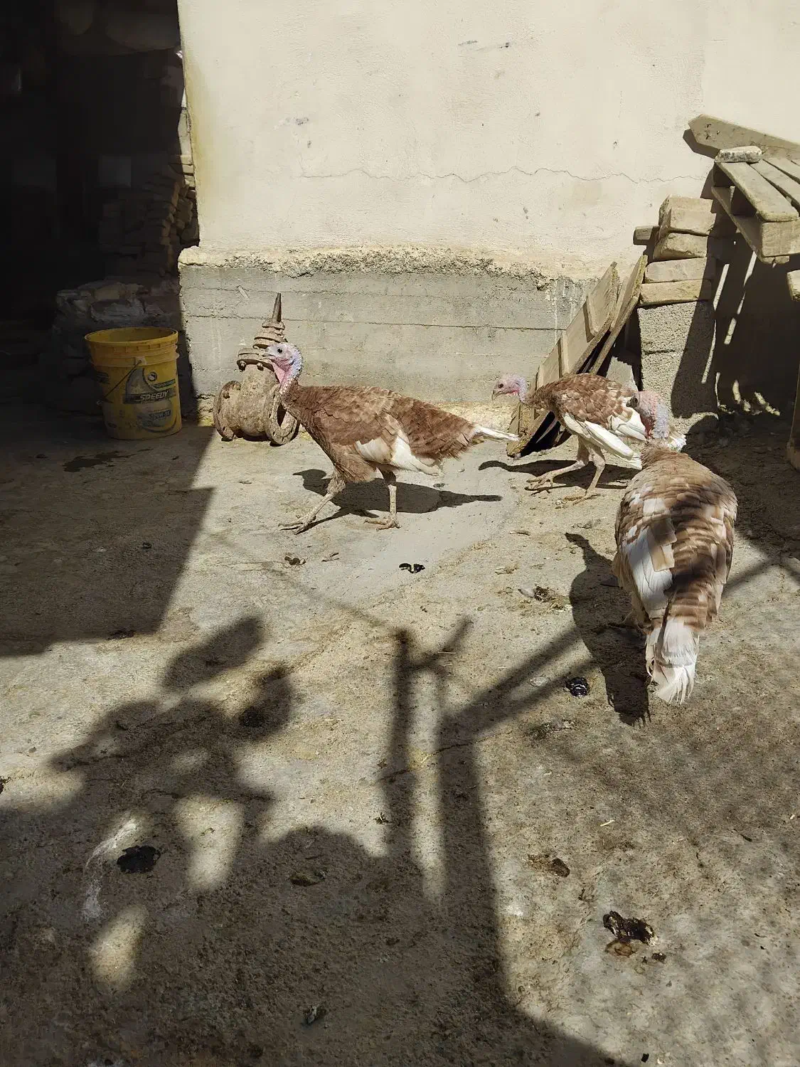 بوقلمون|حیوانات مزرعه|پلدختر, |دیوار