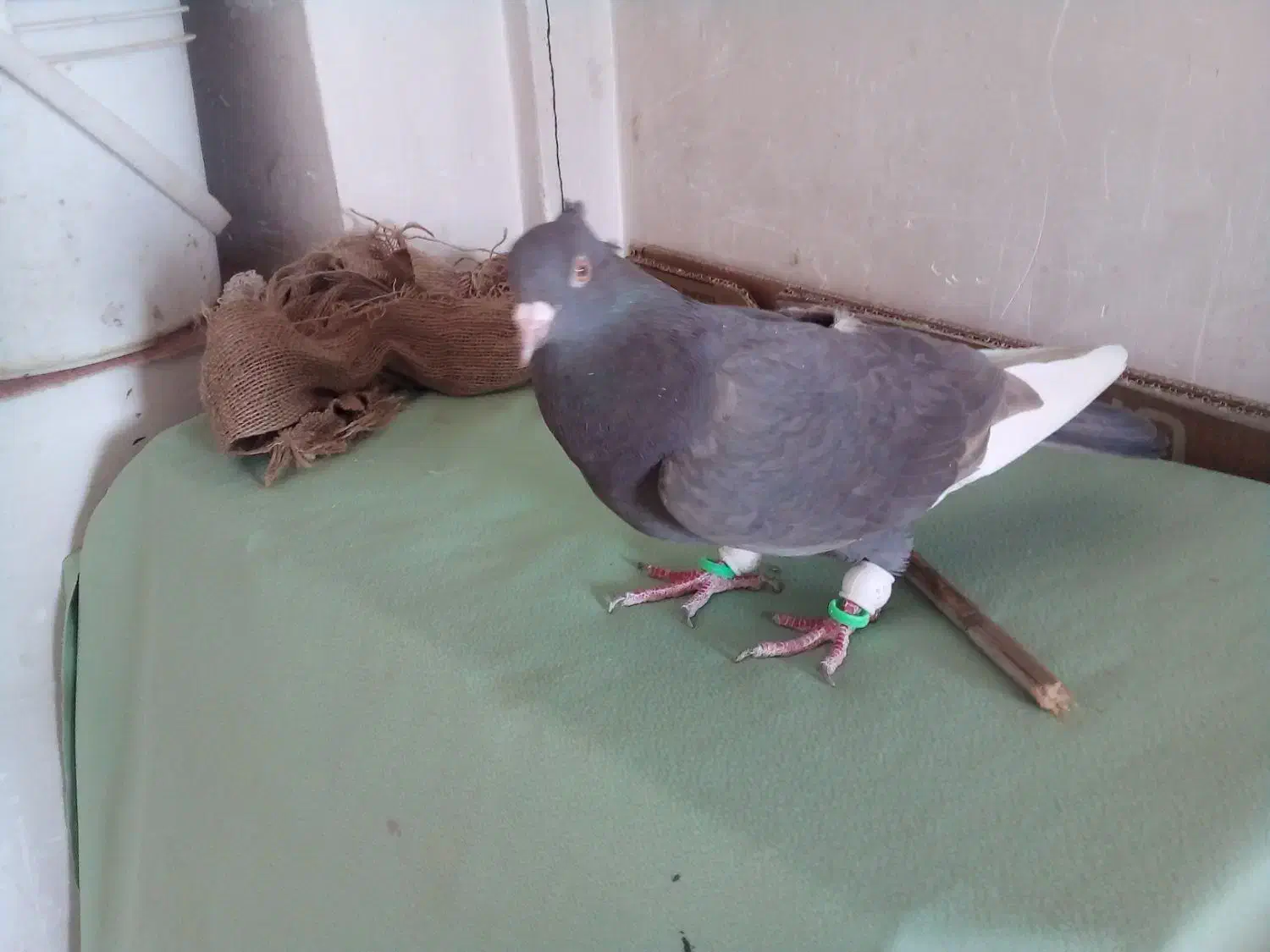 کبوتر سرکی قارا|پرنده|قزوین, |دیوار