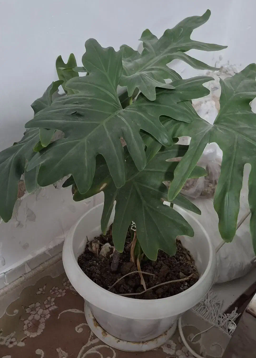 گل طبیعی|گل و گیاه طبیعی|شیراز, لب آب|دیوار