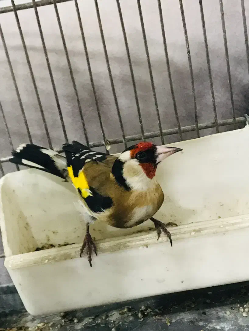 جوجه سهره رسمی پایزه|پرنده|پاکدشت, پاکدشت (مامازند)|دیوار