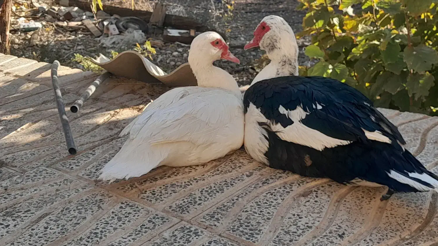 اردک اسراییلی و قوغاز|حیوانات مزرعه|دینور, |دیوار