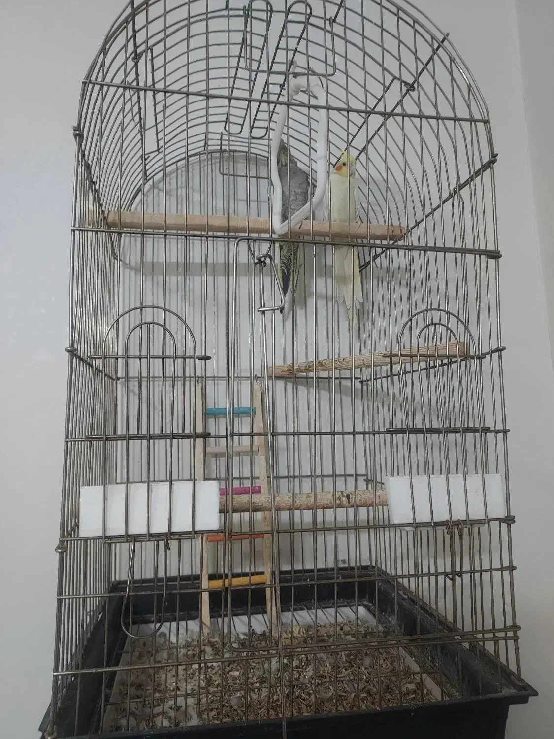 عروس هلندی نر ماده جفت خورده|پرنده|تهران, دبستان|دیوار