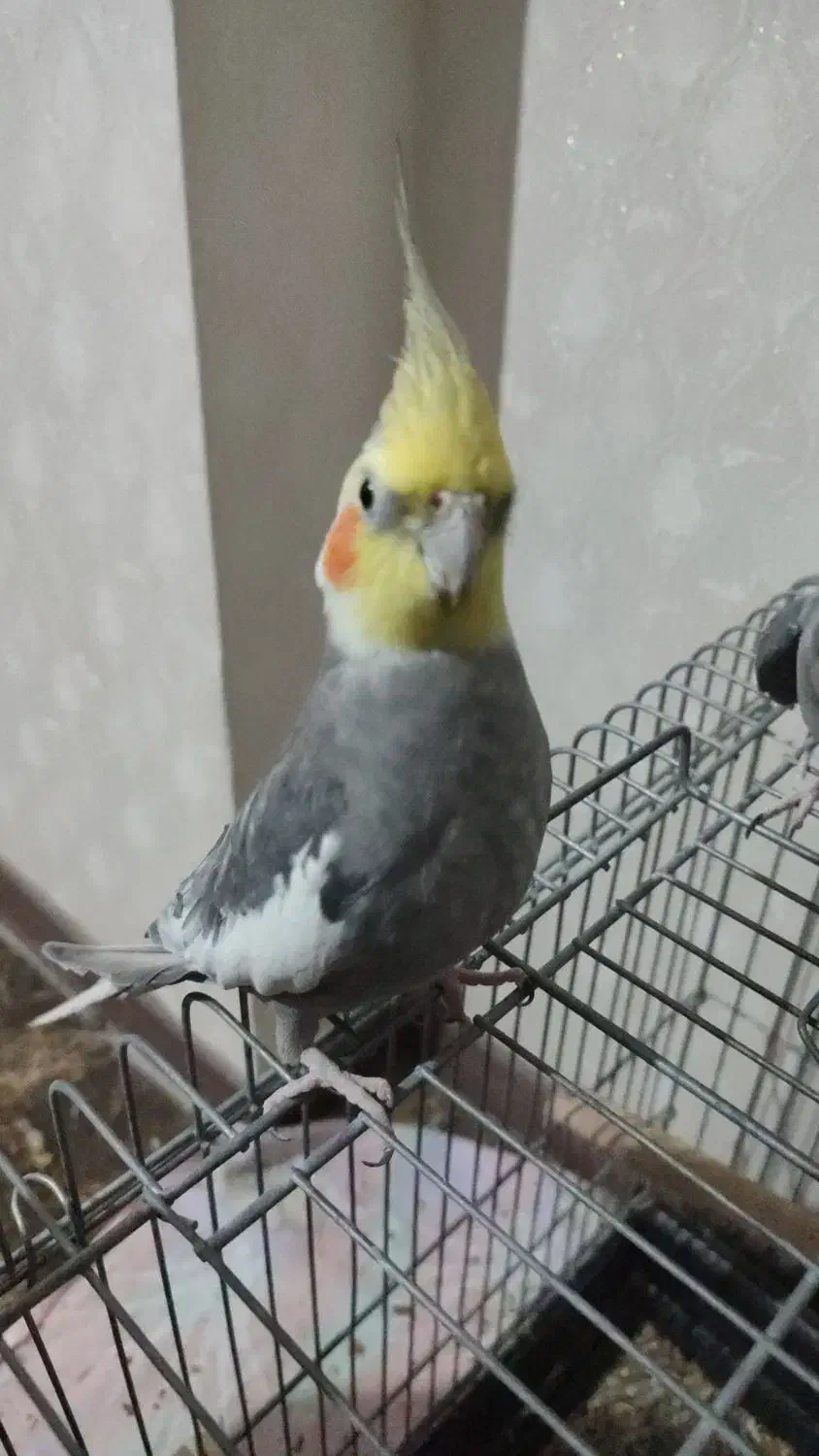 عروس هلندی|پرنده|قرچک, مهدیه|دیوار