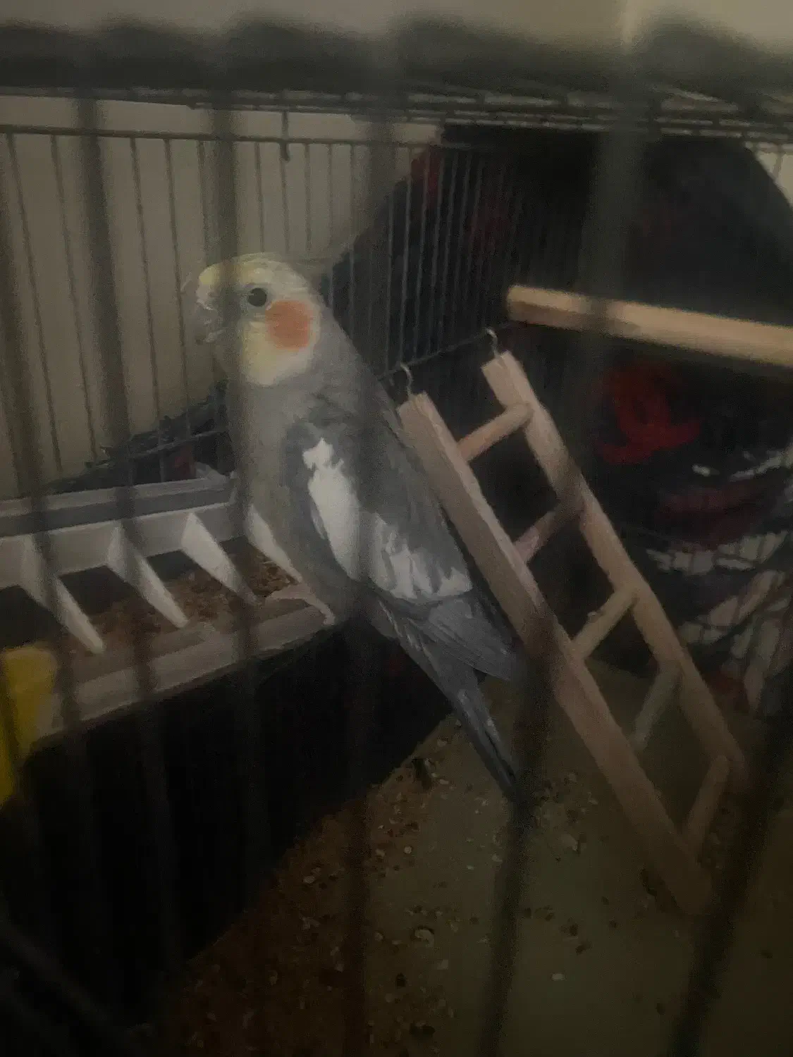 عروس هلندی نر|پرنده|خرمدره, |دیوار