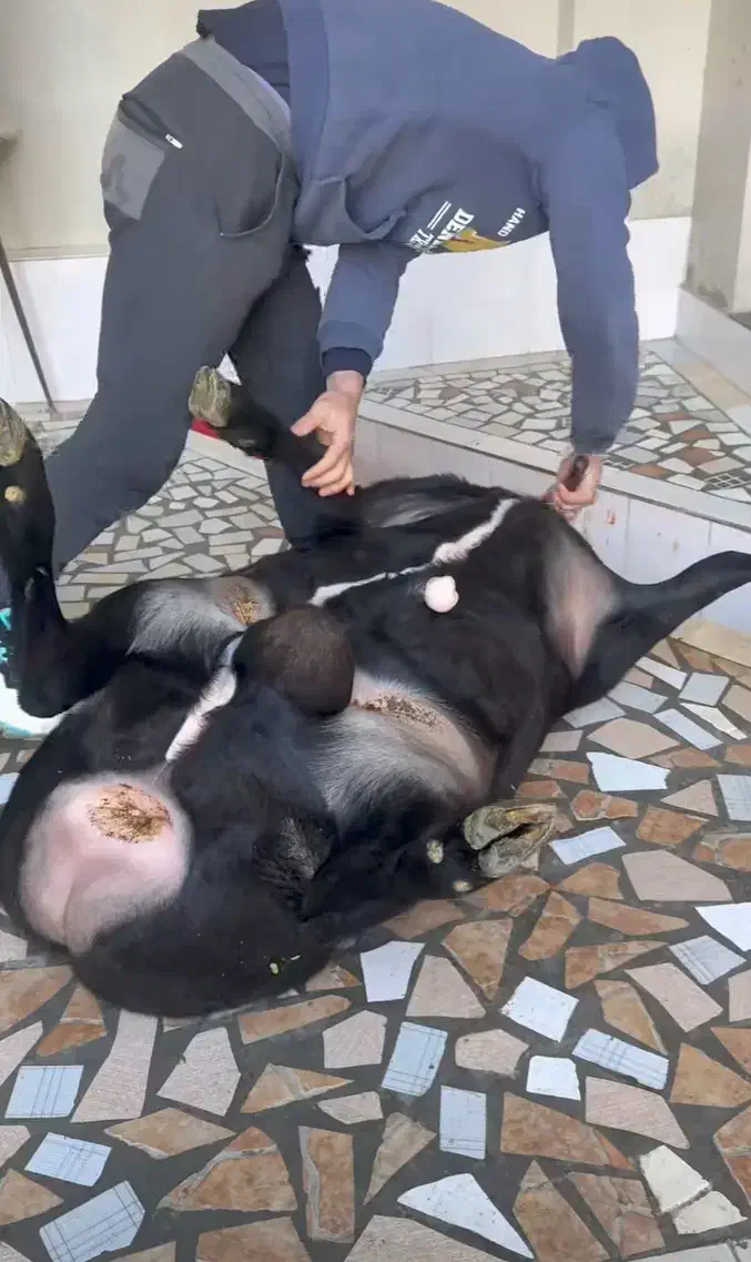 قصاب ماهر گوسفند در محل|خدمات پذیرایی، مراسم|همدان, |دیوار