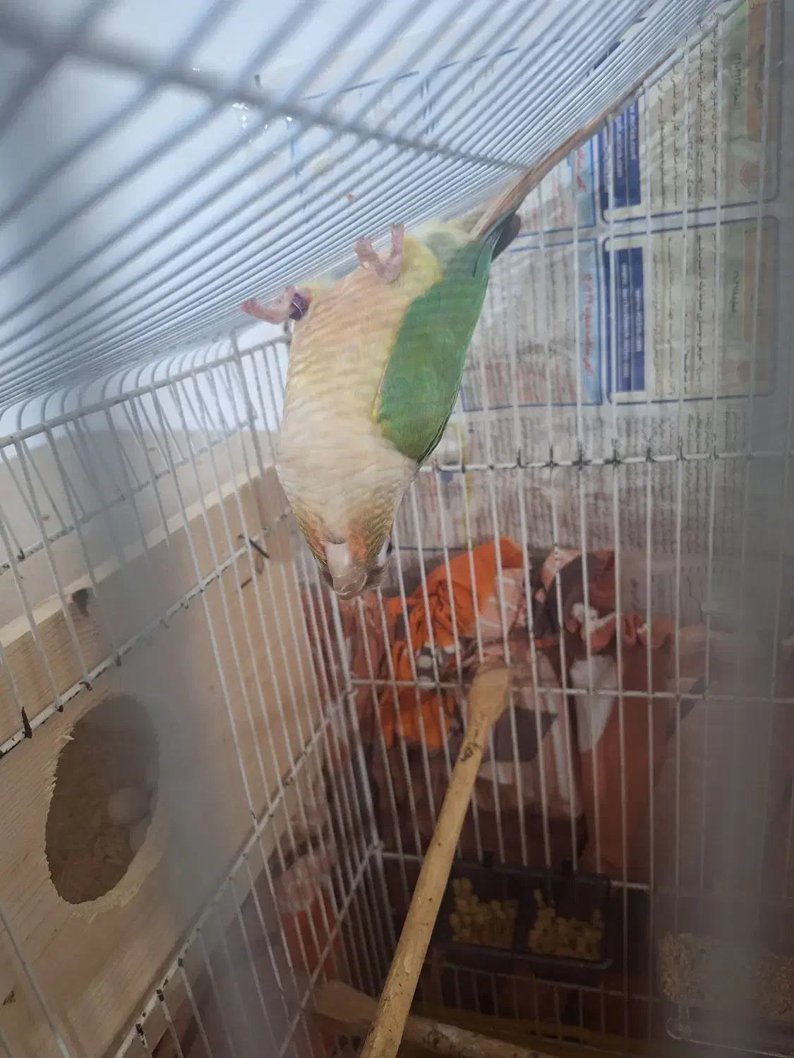 جفت گرینجیک مولد پاین اپل|پرنده|رشت, کوی عرفان|دیوار