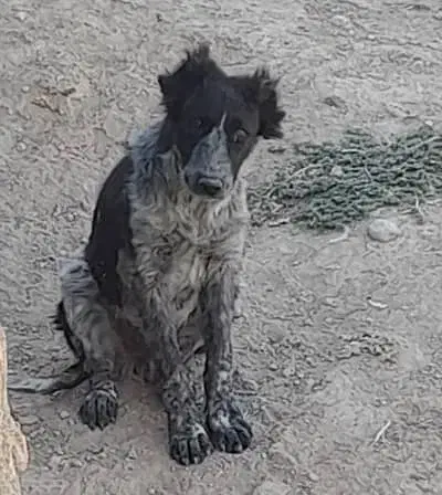 سگ معاوضه با پرنده|سگ|لردگان, |دیوار