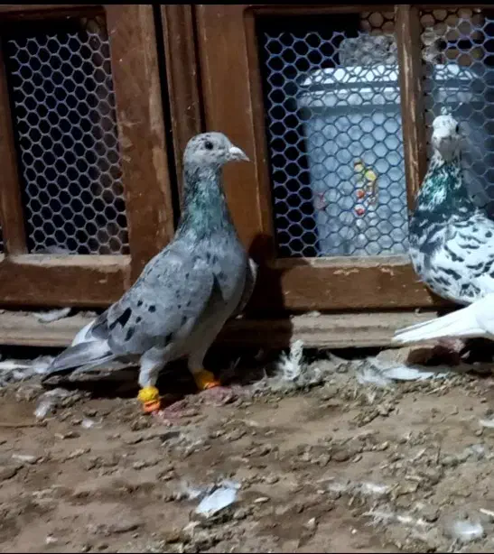 کبوتر هفرنگ|پرنده|تاکستان, |دیوار