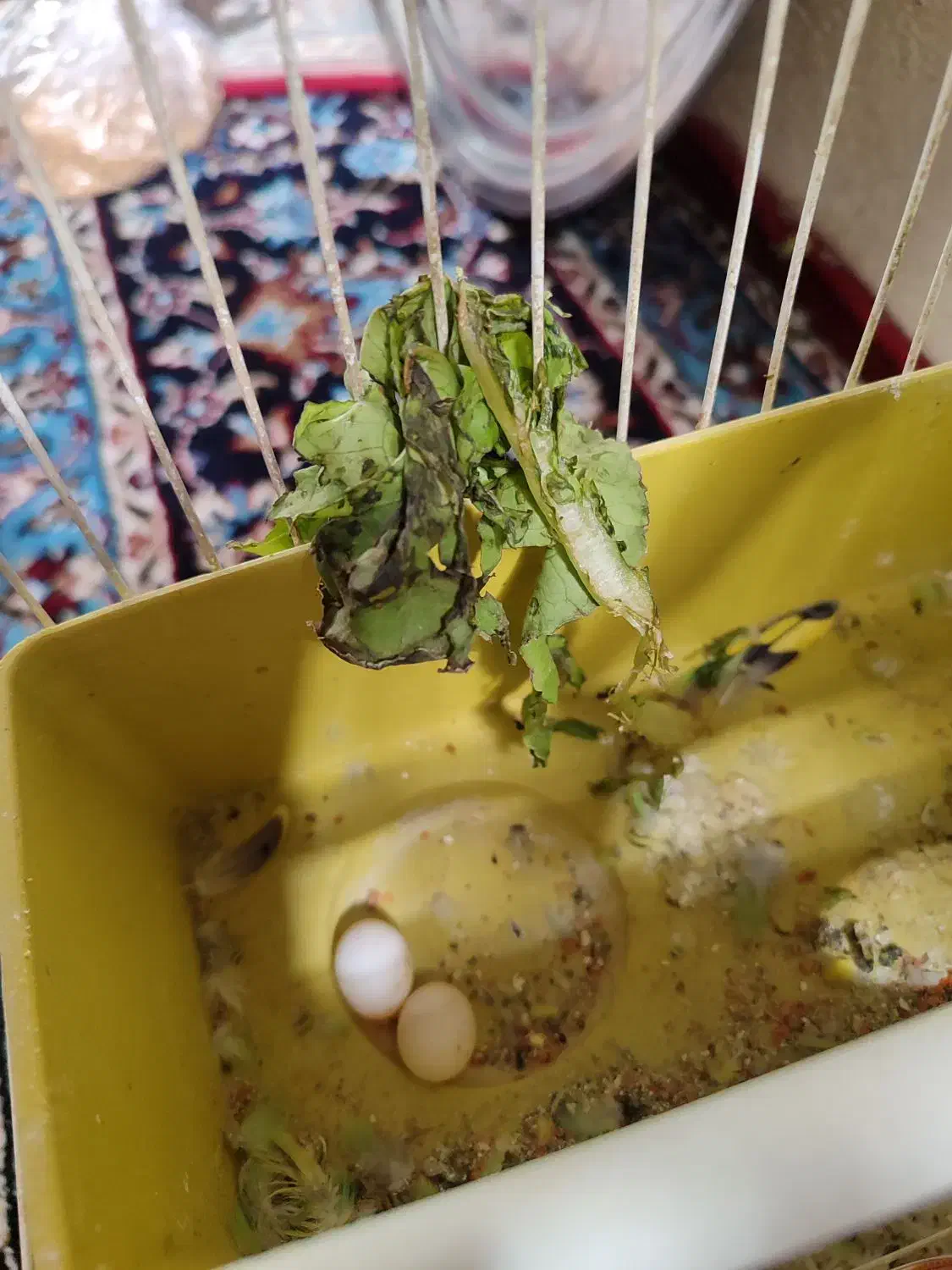 مرغ عشق|پرنده|سنقر, |دیوار