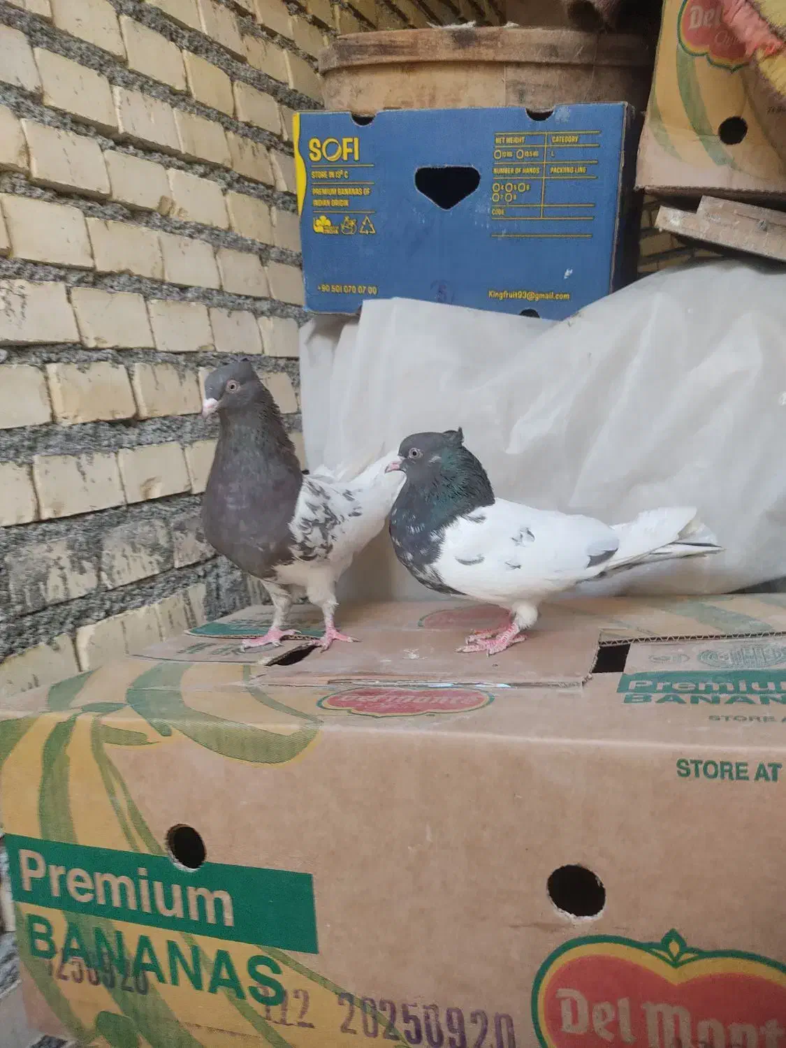 ماده سینه ای و کله ای|پرنده|بهبهان, |دیوار