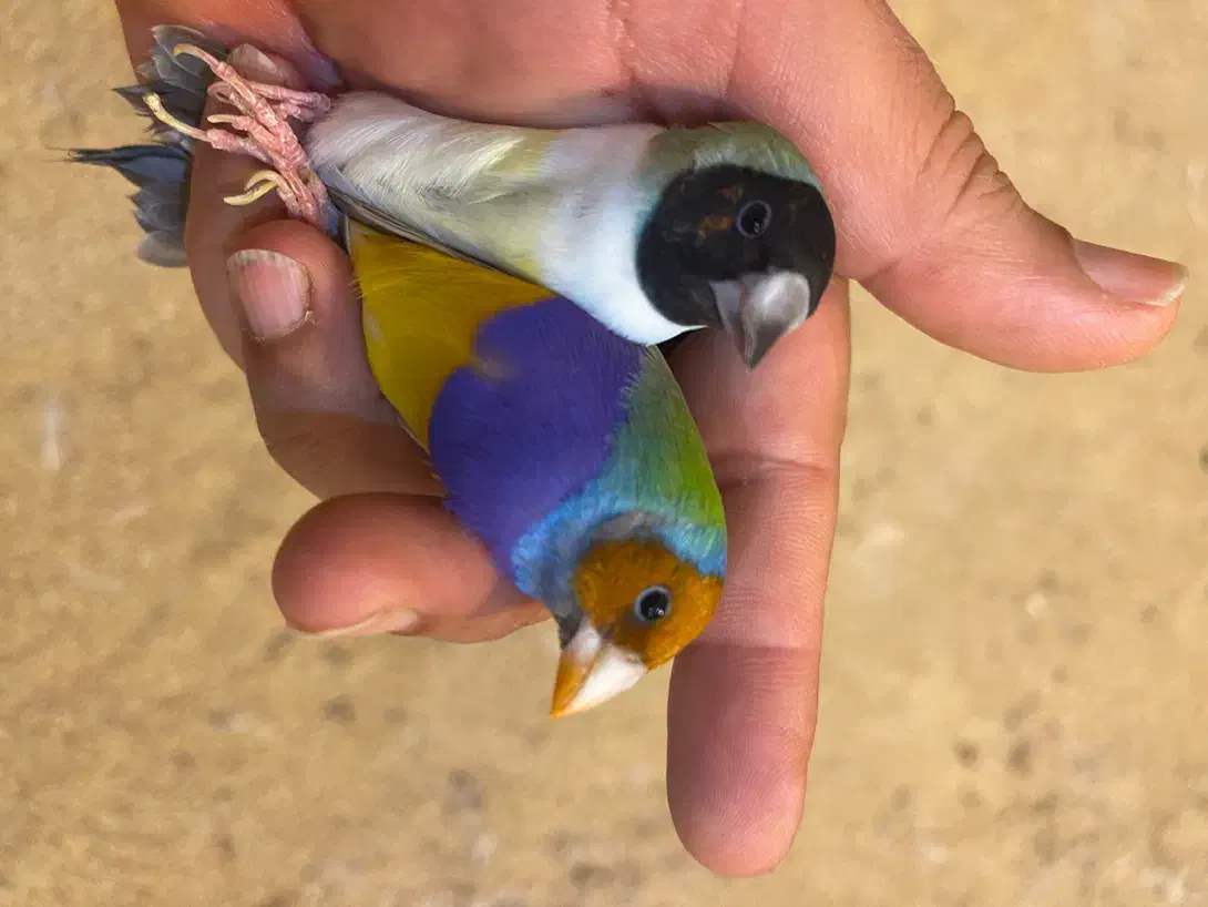 یک جفت فنچ گلدین|پرنده|بابل, |دیوار