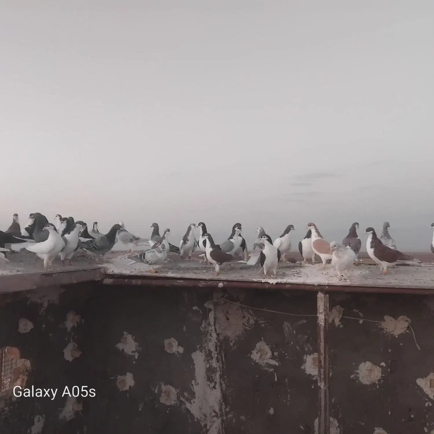 همه جوجه دست خودمه به شرط پر|پرنده|میان جلگه, |دیوار