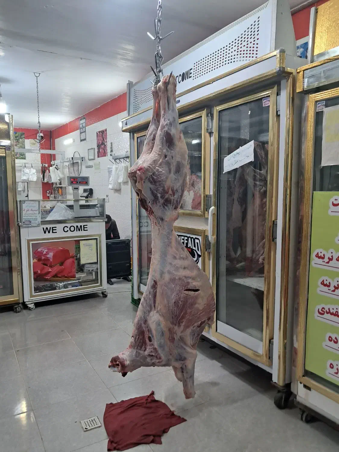 گوساله ریزقلم با استخوان|حیوانات مزرعه|بجنورد, |دیوار