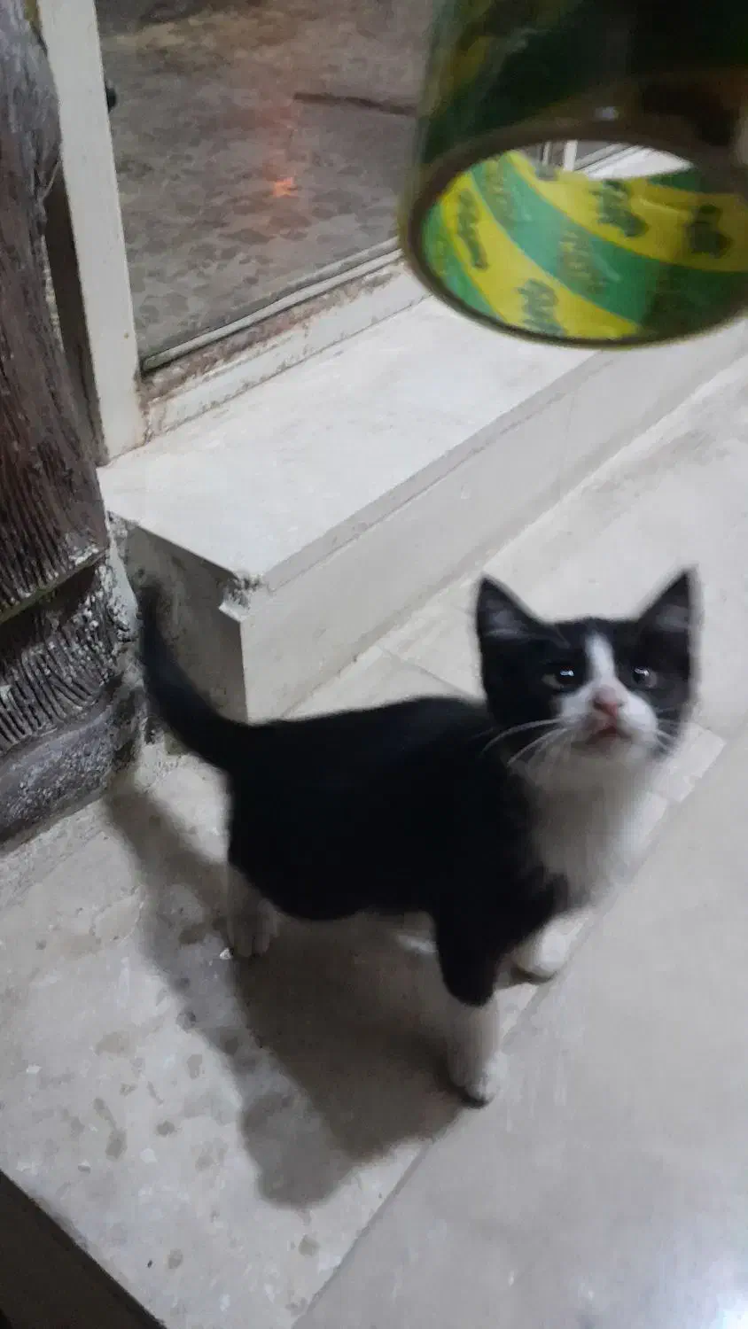 گربه|گربه|رودسر, |دیوار