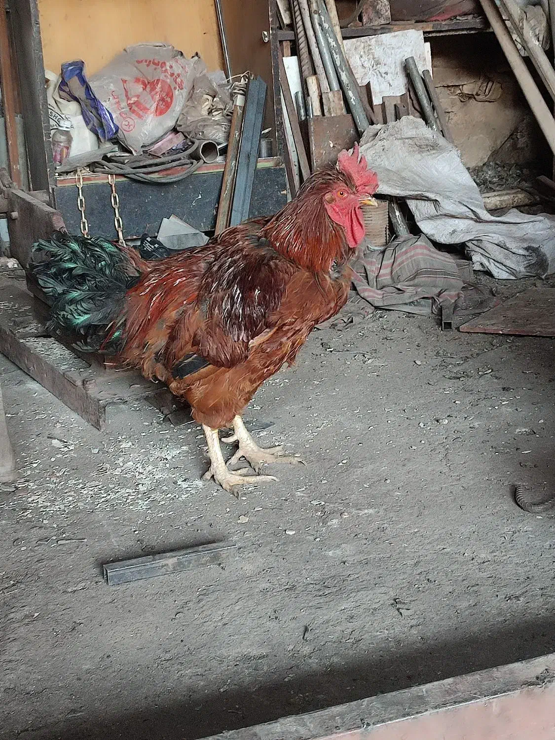 خروس|حیوانات مزرعه|قم, یزدانشهر|دیوار