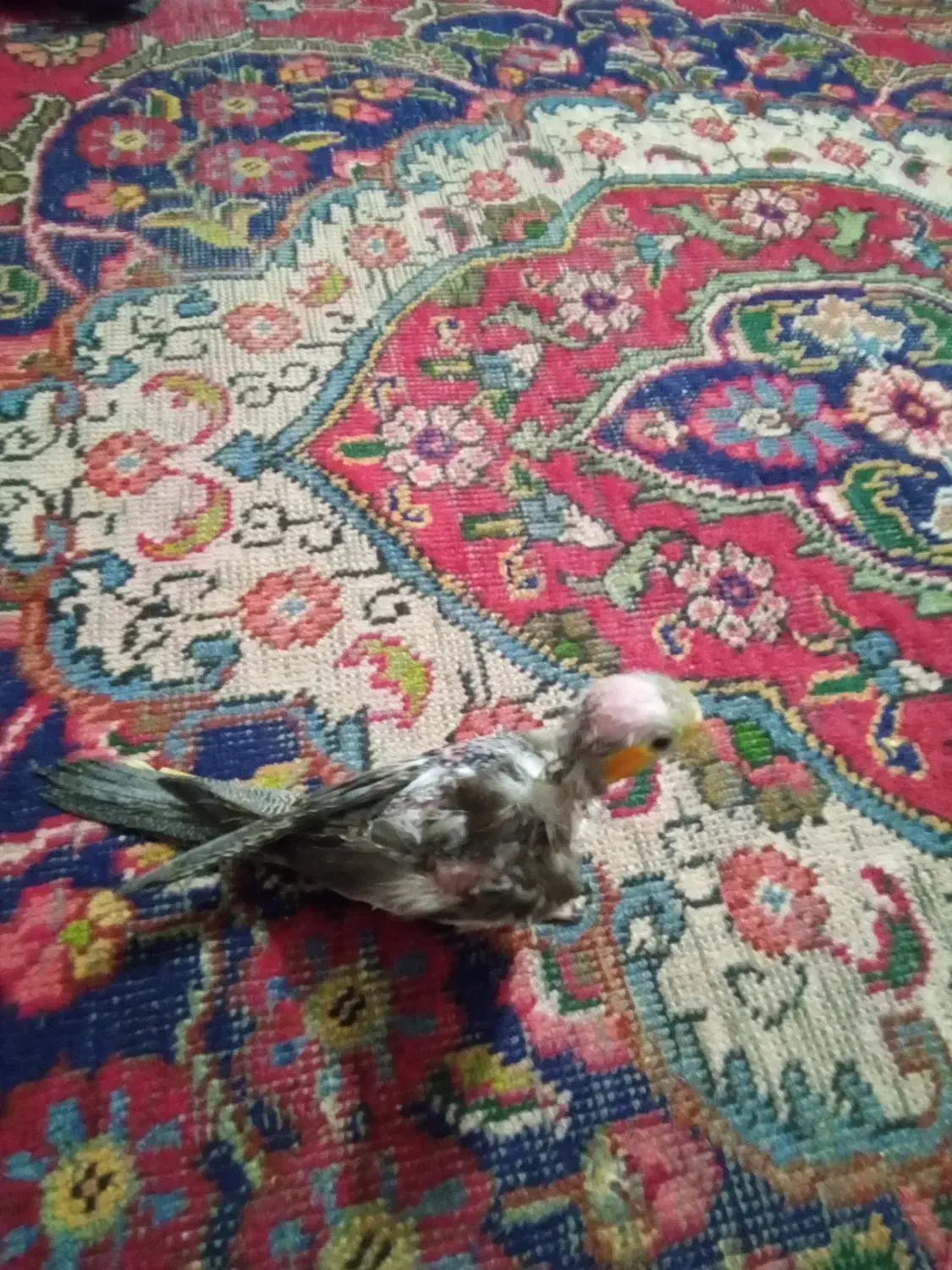 عروس هلندی|پرنده|تبریز, |دیوار