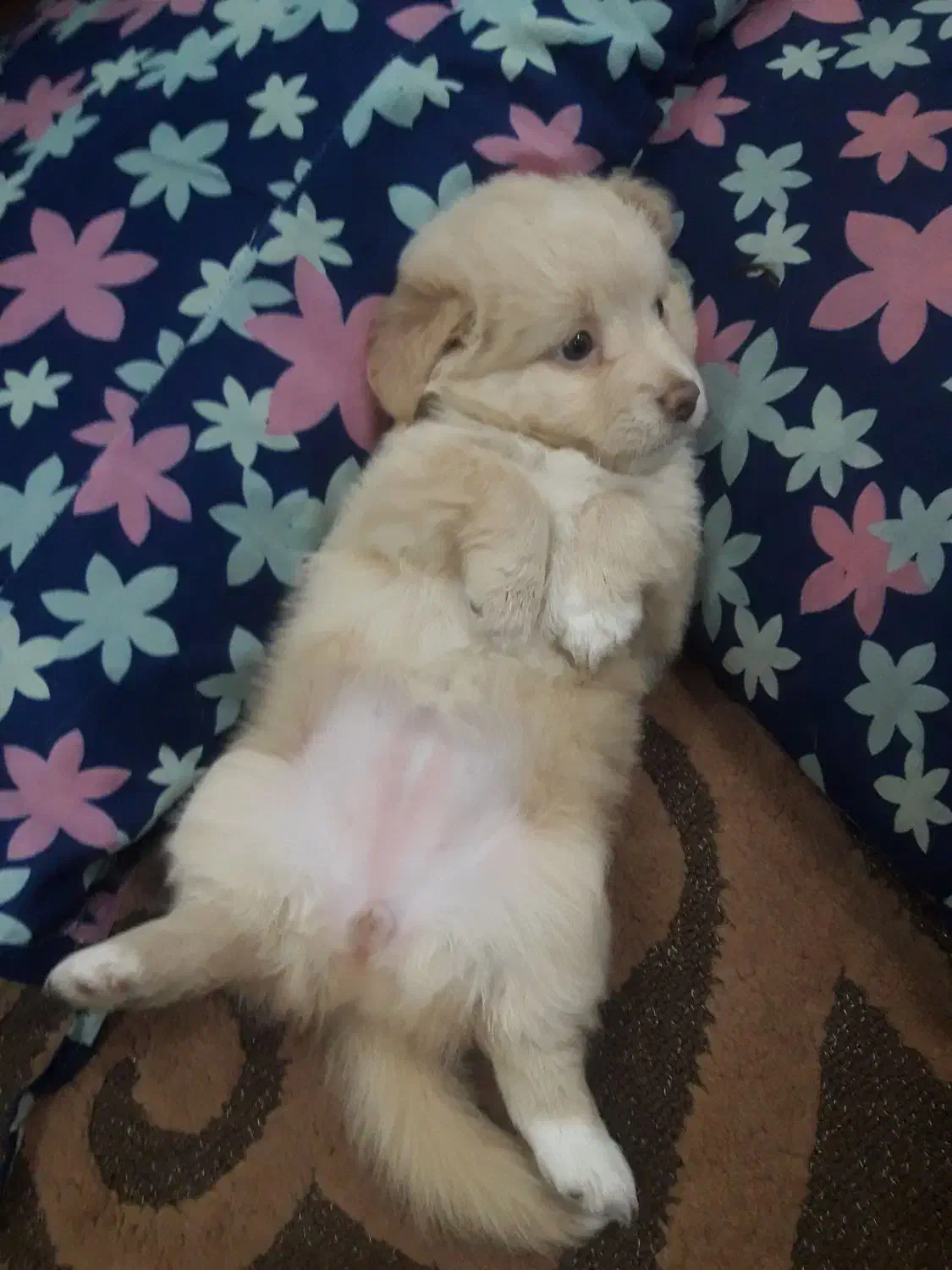 واگزاری طوله ماده اشپیتز|سگ|رشت, هلال احمر|دیوار