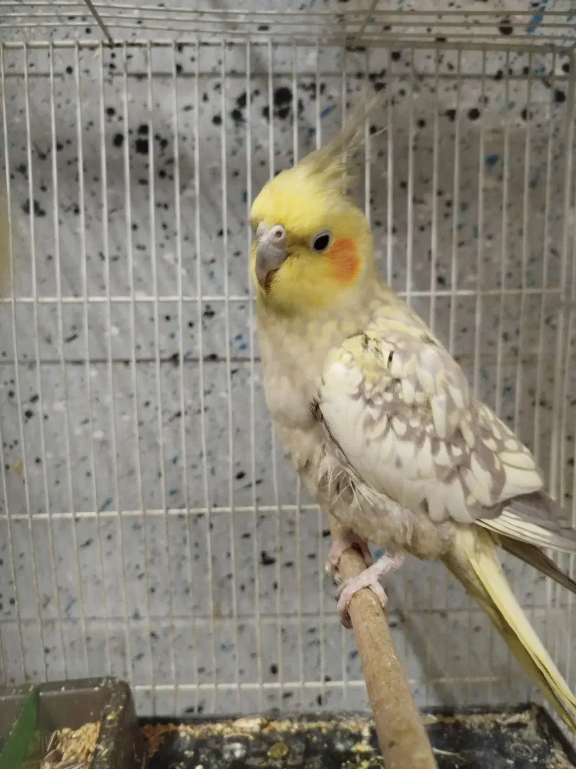 عروس هلندی|پرنده|مشهد, فرهنگیان (شهرک غرب)|دیوار