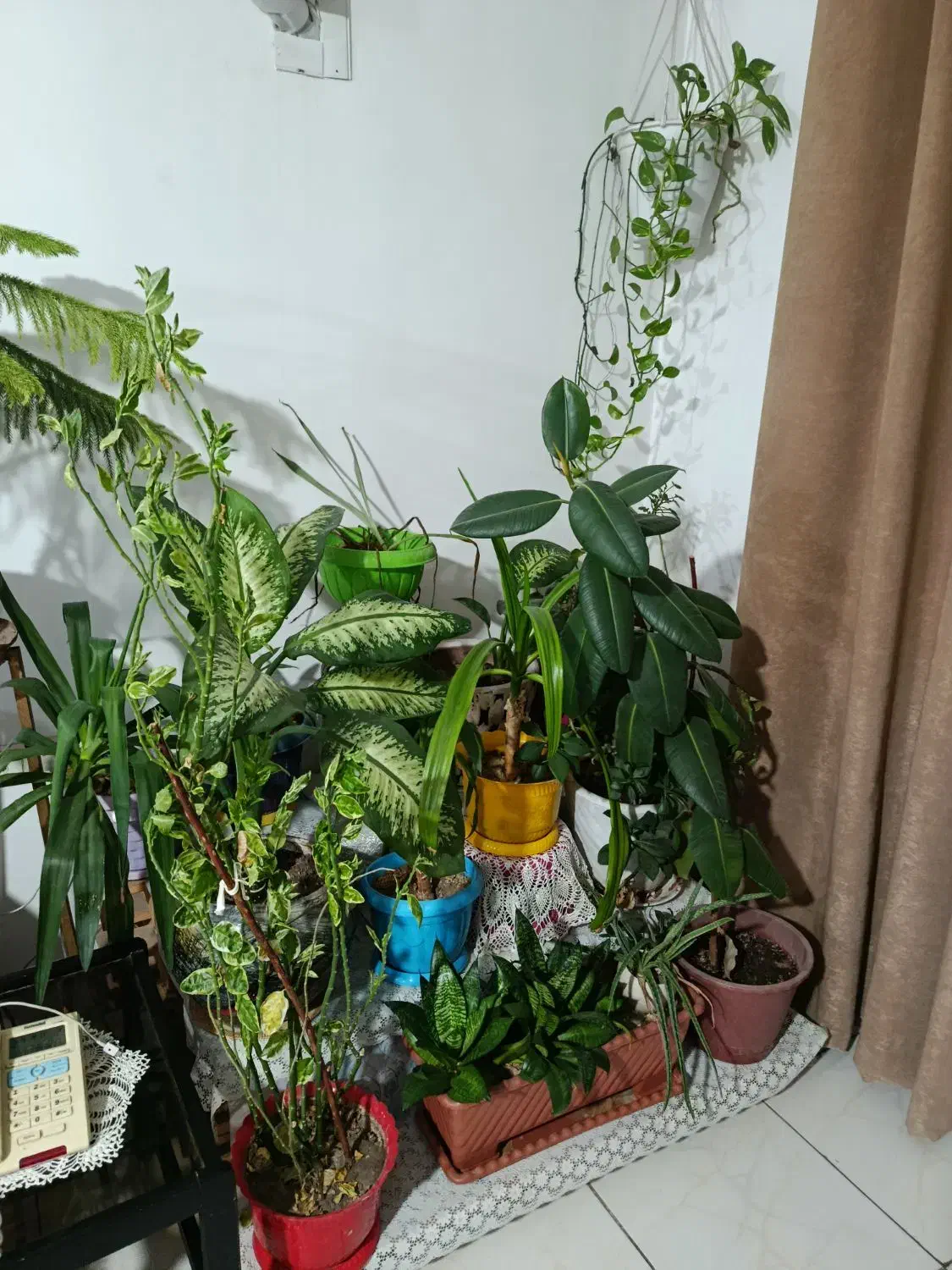 گل و گیاه طبیعی|گل و گیاه طبیعی|کرج, خرمدشت|دیوار