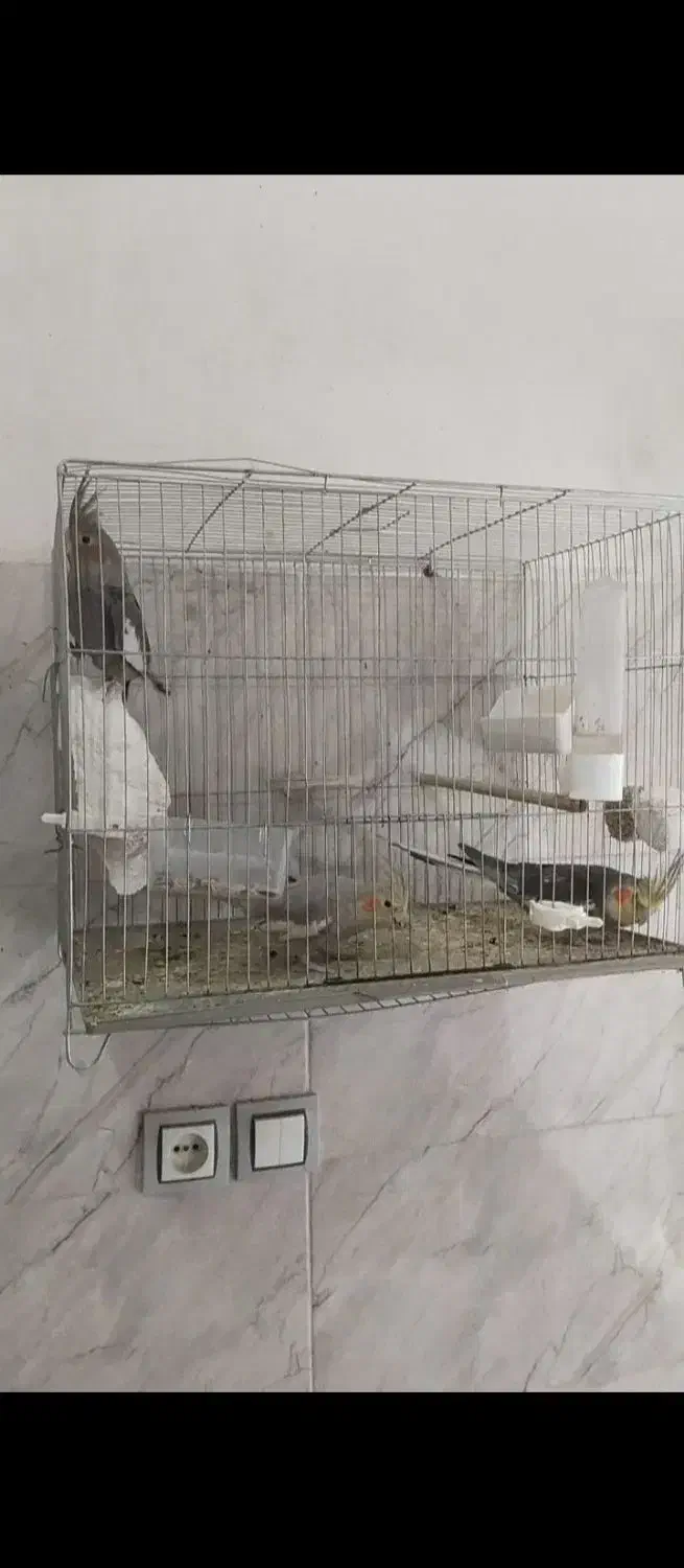 عروس هلندی توسی|پرنده|سلماس, |دیوار