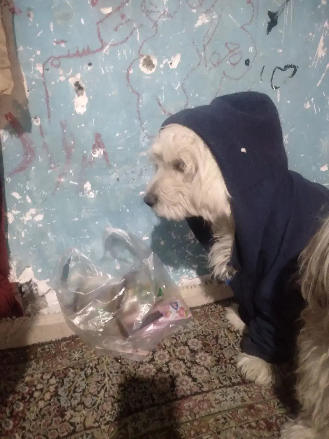 گمشده مژدگانی ۵ ملیون|سگ|کرمان, |دیوار