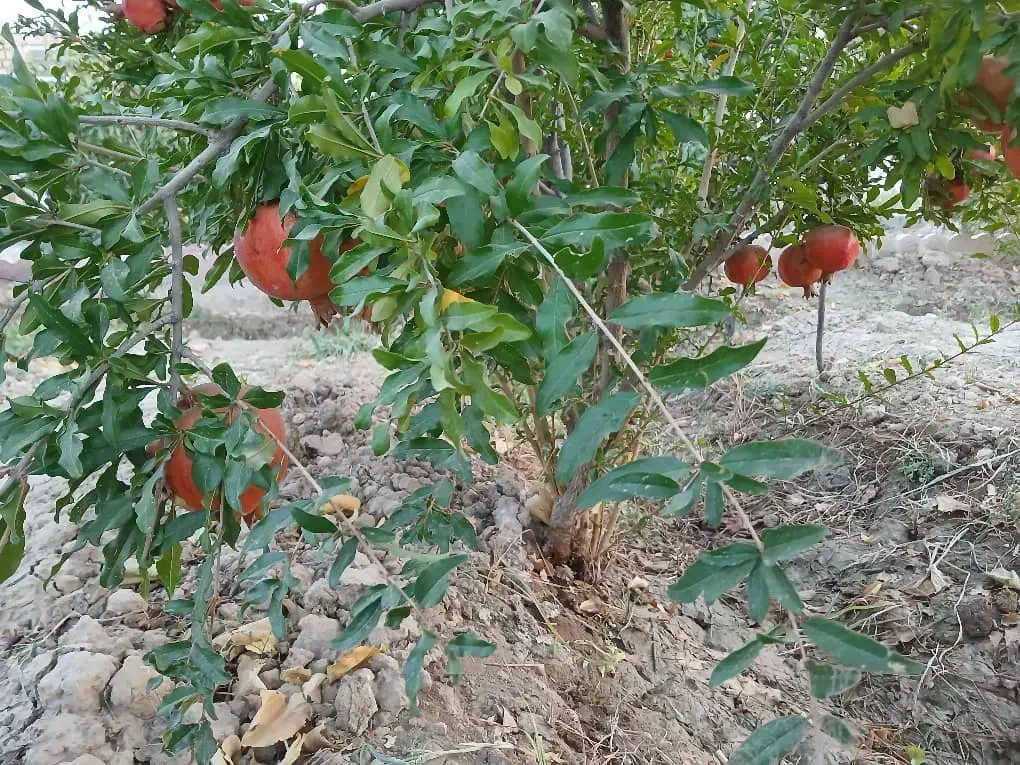 باغ ۴۴۰ متری|فروش زمین و ملک کلنگی|تهران, دولتخواه شمالی|دیوار