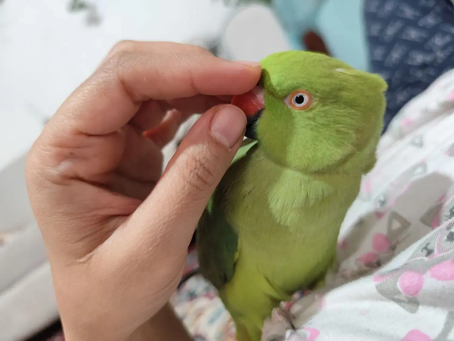 طوطی ملنگو جفت|پرنده|سرخه, |دیوار