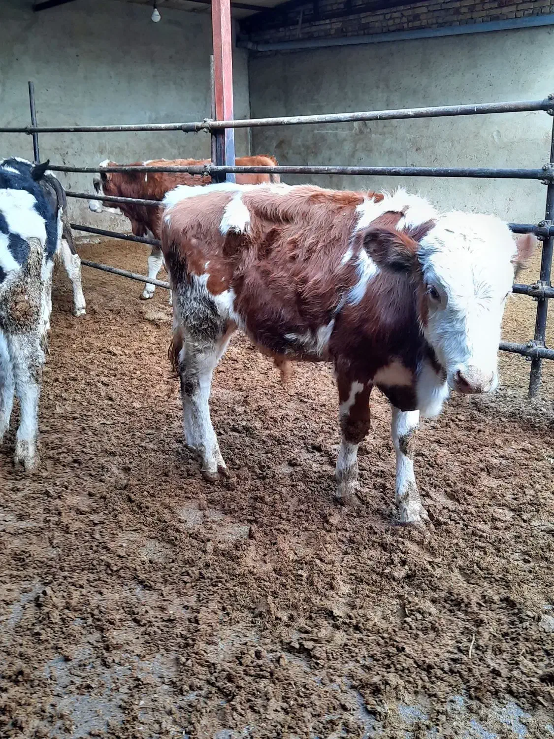 گوساله سیمینتال نر گاو|حیوانات مزرعه|لالجین, |دیوار