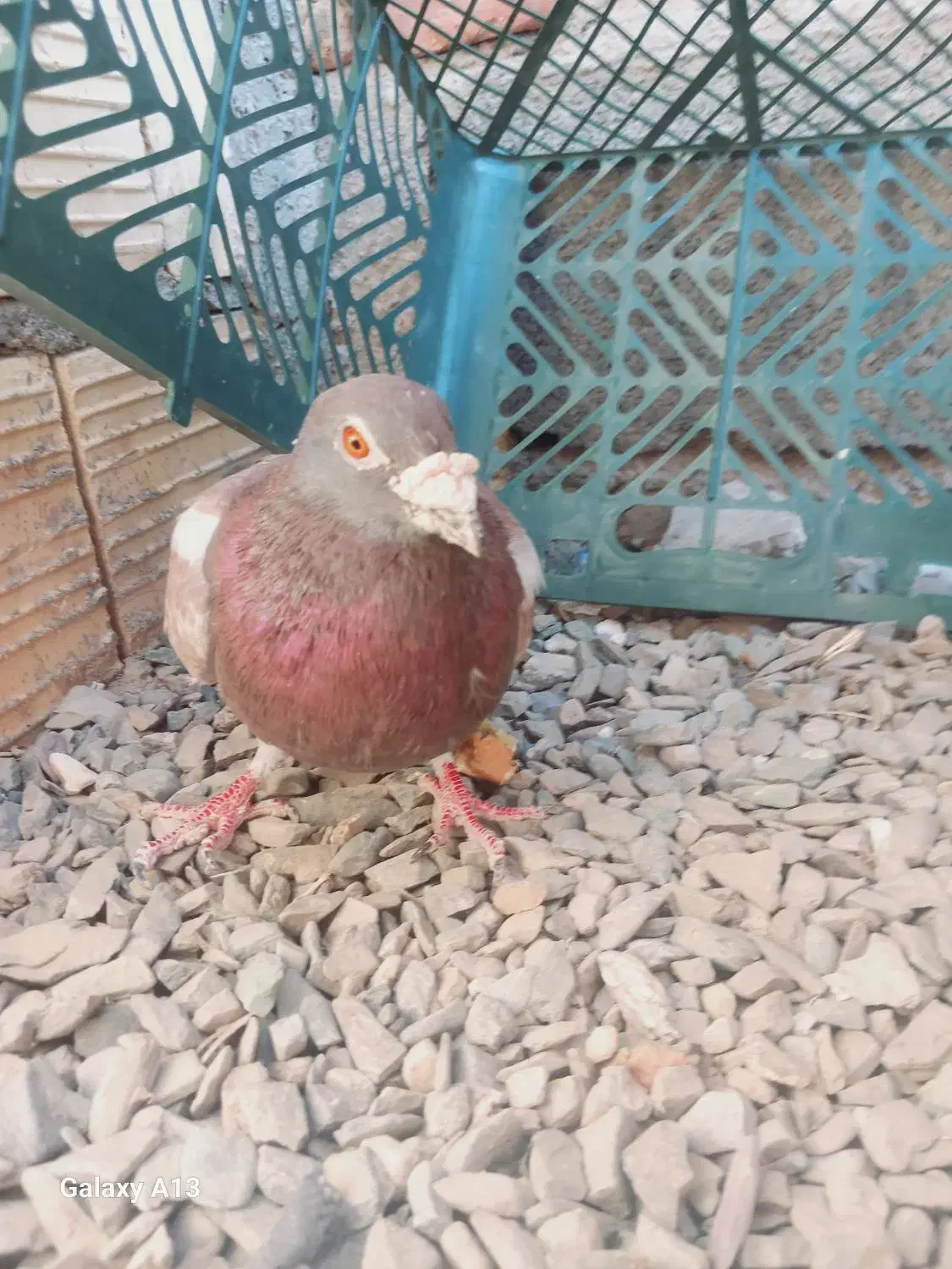 بور مگس نر|پرنده|زاهدان, |دیوار